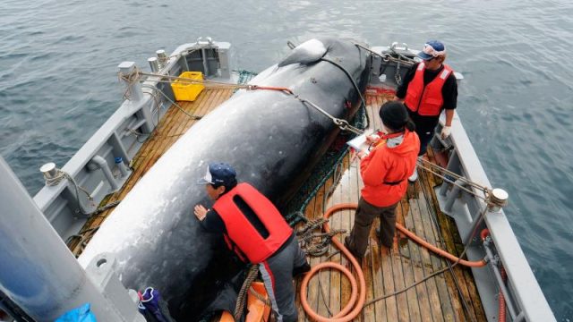 资料图片：2013年9月，日本捕鲸船在北海道钏路捕获一条小须鲸。