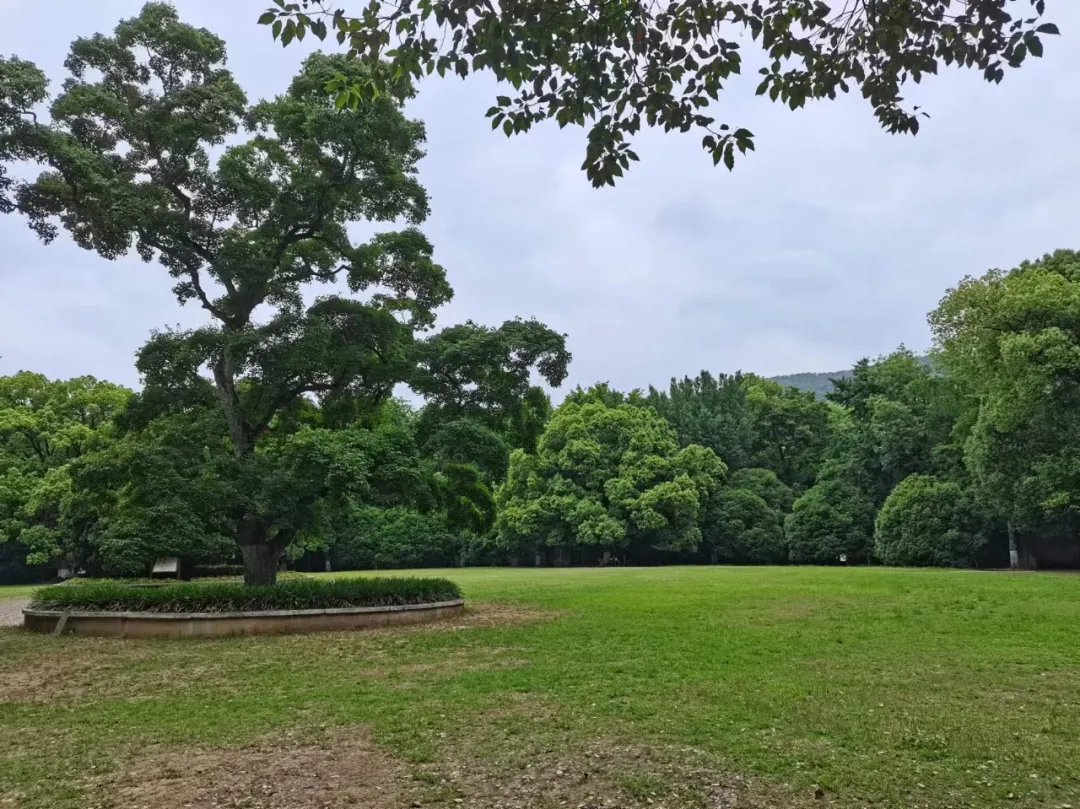 她曾是南京博物院院长,她从塔尖一跃而下 她曾是南京博物院院长,她从塔尖一跃而下